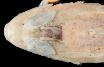 Media type: image;   Ichthyology 157181 Aspect: head dorsal,description